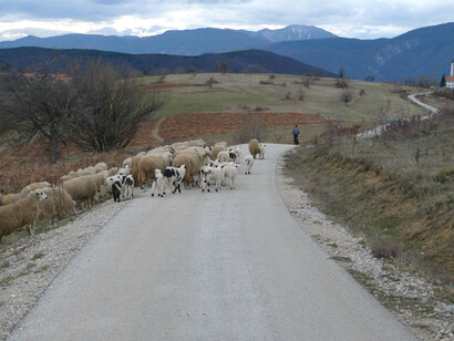 Ovini al pascolo a Osmace, 2014