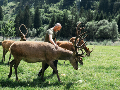 Roselena Ramistella, Area faunistica del cervo a Caoria (deer nature reserve at Caoria), Valle del Vanoi, 2024-2025 © Roselena Ramistella