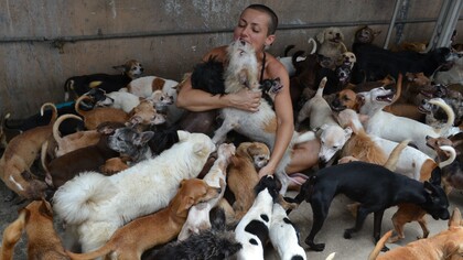 Mujer rodeada de mascotas que han sido abandonadas por sus dueños