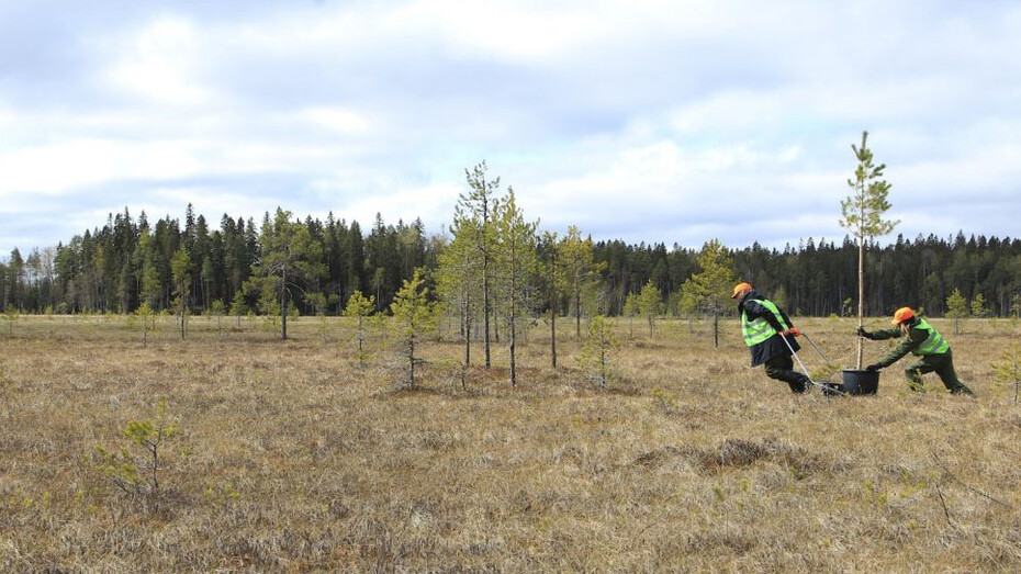 As trees go by, werk in der ausstellung. Mit freundlicher genehmigung der Serlachius-Museen
