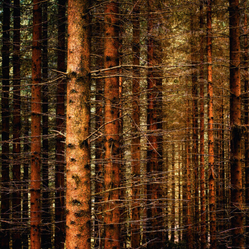 Woodlands. Courtesy of Bernheimer Fine Art