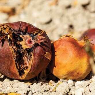 Mustafa Hulusi, Pomegranate No. 1, 2014, 48 sheet poster, 120 x 240 in, inkjet print
