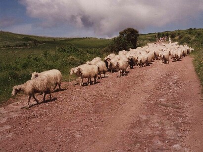 Gregge di pecore presso Bosa, Sardegna, nel 1996