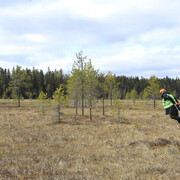 As trees go by, werk in der ausstellung. Mit freundlicher genehmigung der Serlachius-Museen