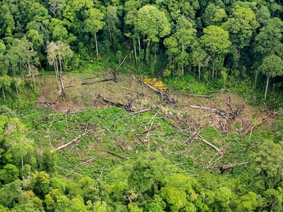 L'impatto della deforestazione sull'ambiente
