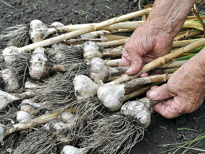 Preparando el trenzado de los ajos