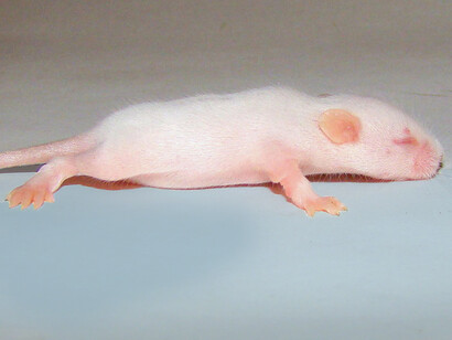 Durante sus primeras pruebas, puso alrededor de 32 hasta 56 roedores en un área de 10 x 14 pies en un granero en el Condado de Montgomery