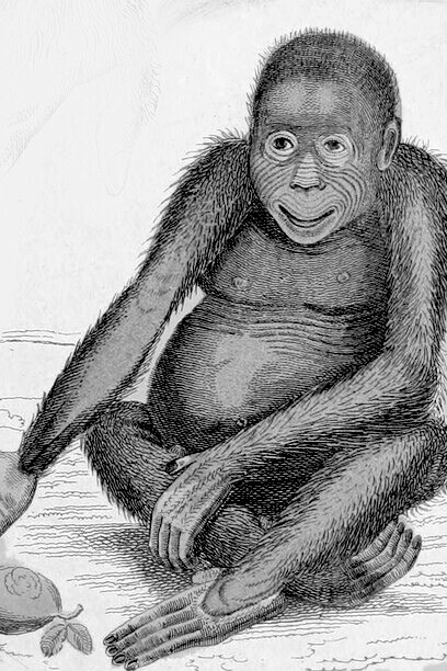 Un "Pongo" desdichado, llevado hasta Alemania desde Malasia o Indonesia a la Feria. Orangutan Pongo, 1834, impreso. Pithecus satyrus