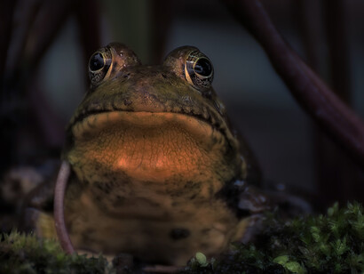 Frog in the Andean region