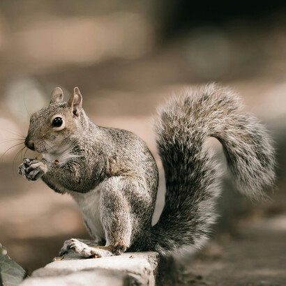Sus patas delanteras estaban sosteniendo algo, una nuez quizás