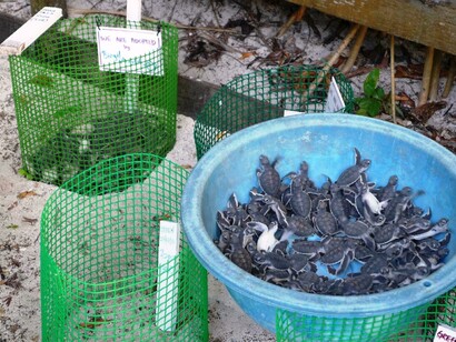 Piccoli di tartaruga