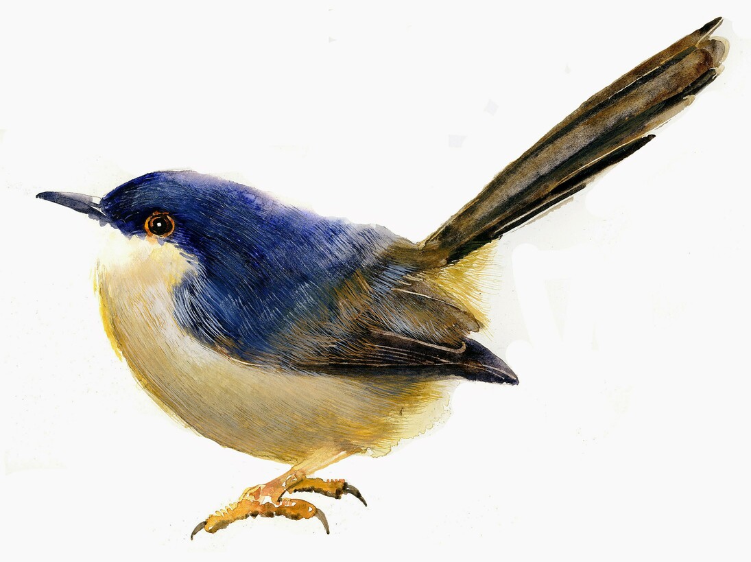 Giorgio Maria Griffa, Ashy Prinia (Prinia socialis), 38 x 56 cm