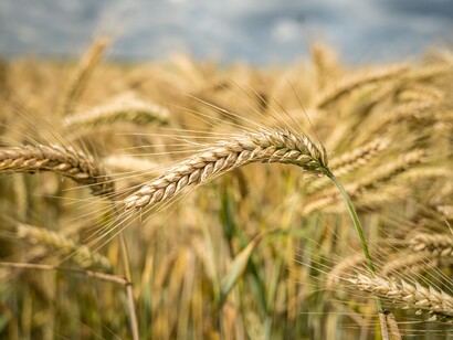 Grãos de trigo se formam em uma espiga madura. O cultivo em regiões tropicais é resultado de décadas de melhoramento genético
