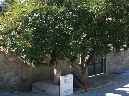 Árvore de Camilo, um Louro Cerejo. A interdiscursividade típica da escrita camiliana também entretece esta ficção, promovendo o efeito de continuidade da escrita conduzida pela imaginação autoral que relaciona e reconfigura personagens, situações e histórias, conformando, afinal, um único e mesmo universo ficcional e vincando a identidade autoral
