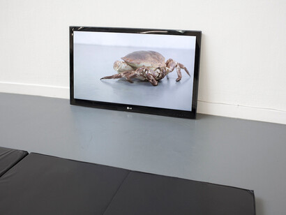 Hannah James, The Wrestler and the Crab, 2015