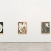 Monotypes, Exhibition view. Courtesy of Fortes D’Aloia & Gabriel 