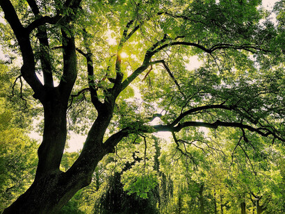 Ramas: estas dinámicas son el resultado adicional tanto de la complejidad interna de los propios procesos como, por supuesto, de los temas que en ellos se tratan