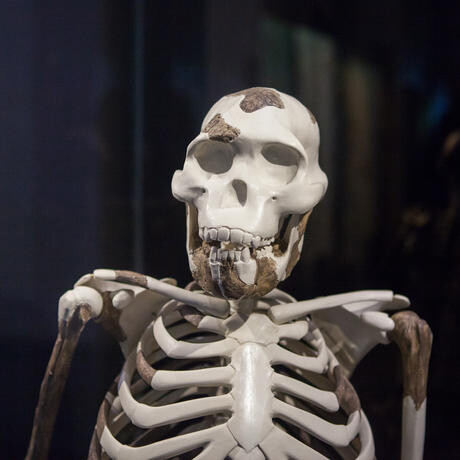 Human Odyssey. Courtesy of California Academy of Sciences