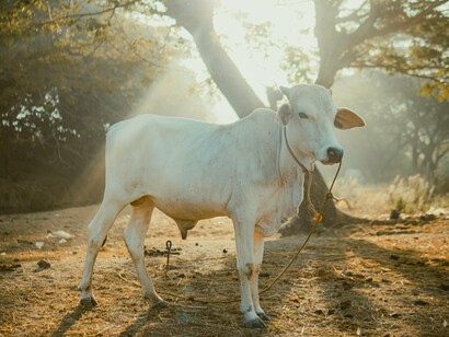 Uma vaca branca permanece imóvel entre árvores iluminadas pelo sol da manhã. Para milhões de hindus, ela não representa apenas um animal, mas uma extensão viva da abundância, da proteção e da maternidade divina