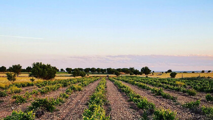 Campo de cultivo en Minaya, Albacete