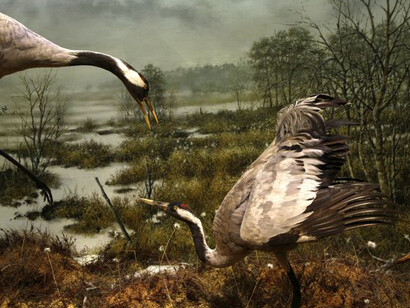 Northern Ways. Courtesy of Arktikum