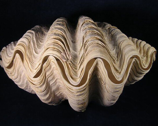 The giant clam. Courtesy of Grigore Antipa National Museum of Natural History
