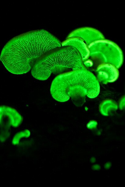 Bioluminiscencia en hongos Panellus stipticus