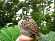 Ave en el entorno del volcán Barva con un parásito