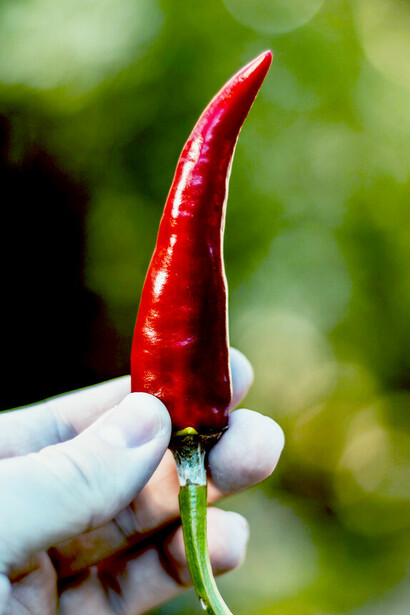 Chili pepper