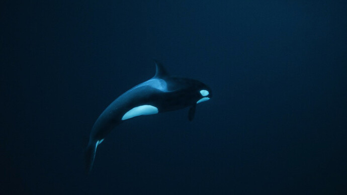 Whiteout: Visions from an Eternal Winter. Courtesy of Paul Nicklen Gallery 