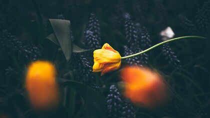 Hay personas que no sienten atracción sexual