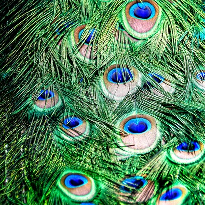 Il fascino maschile è una scommessa ad alto rischio. Pavoni e altri animali “puntano” sulla bellezza per trasmettere i propri geni, accettando i pericoli che comporta