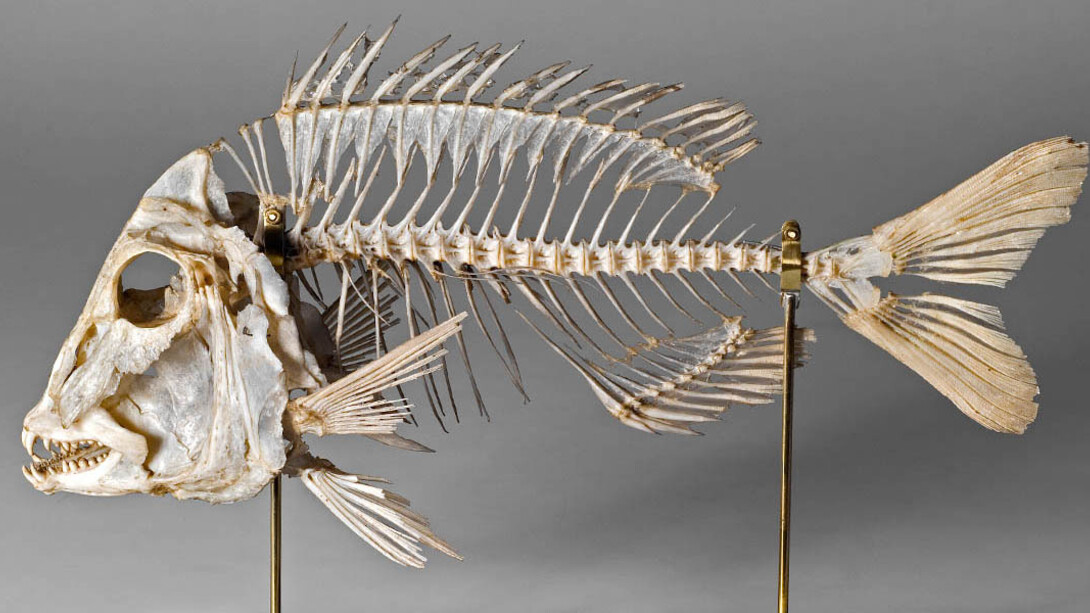 Fishes. Courtesy of Museum für Naturkunde