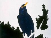 Gary Hume, Blackbird, Courtesy the artist