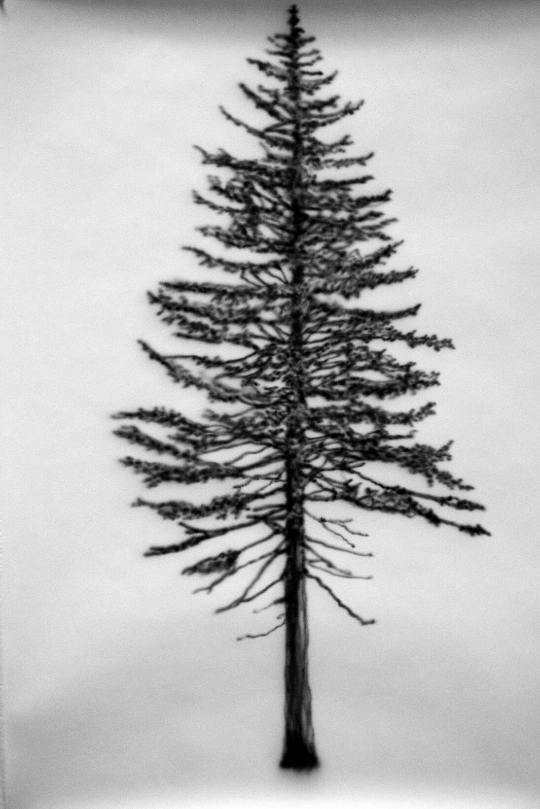 Eamon O’Kane, Tree #10, 2014, Acrylic on paper, 39.4” x 27.6”. Courtesy the Artist and RARE Gallery, New York © 2014 Eamon O’Kane