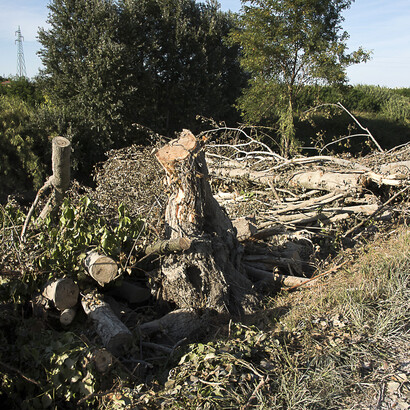 Il cimitero degli alberi di Valeria Nonni