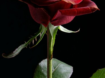 E ela estava certa. Ao examinar o buquê, percebeu que vinha com um envelope endereçado a Claudia Oliveira. Matilda pensou um pouco sobre aquilo, observou as flores: eram vermelhas como o batom que sua mãe costumava usar, aquele que Matilda desejava desesperadamente roubar quando era pequena; lembrava-se de observar os lábios da mãe quando ela bebia uma taça de vinho, da forma como o batom manchava os cantos

