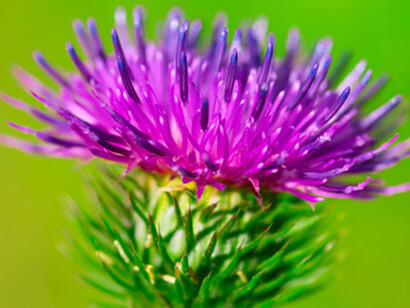 Un fiore di Bardana