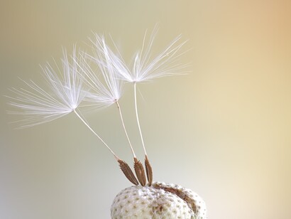 Flying seeds