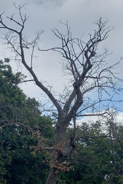 Albero malato di Phytophthora cinnamomi. Credits: Matteo Bertozzi Hnee University of Sustainable Development of Eberswalde 