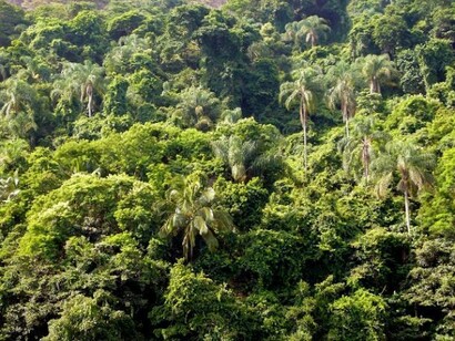 Forest in Ilha Grande