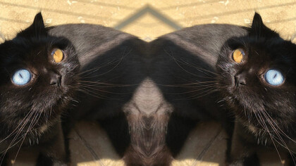 No sé qué quiere decir que dos gatos negros con heterocromía te observen con fijeza