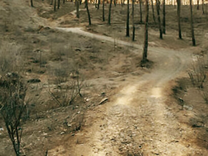 A forest ravaged by fire, with scorched trees, highlighting the environmental consequences of the climate crisi