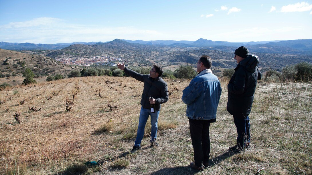Viñedo El Reventón: Las Dehesillas (Cebreros). Foto de Antonio Torrijos