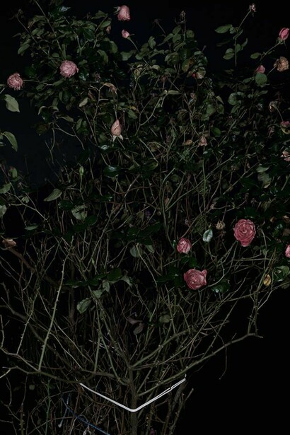 Sarah Jones, The Rose Gardens (Display) (VI), 2014, framed c-type print, unframed: 152 x 122 cm - 59 7/8 x 48 inches, Copyright the artist. Courtesy Maureen Paley, London