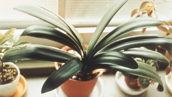 Masafumi Sanai, from the photographic book Ikiteiru (Living), 1995, type C print, 95.5 x 119 cm