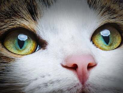 Acercamiento a los ojos de una gato
