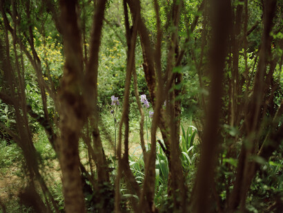 Elger Esser, Harmas (Iris I), 2014, Directprint, AluDibond, Shellac, 183 x 228 x 4,5 cm, Unique copy, Courtesty: Galerie Thaddaeus Ropac Paris/Salzburg © Elger Esser