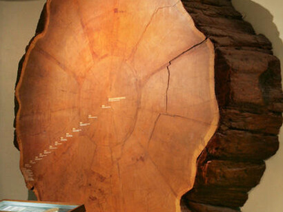 Hall of North American Forests. Courtesy of American Museum of Natural History