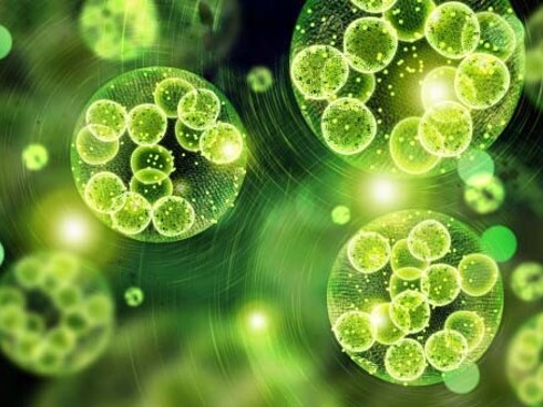 Tuer les microbes aux désinfectants